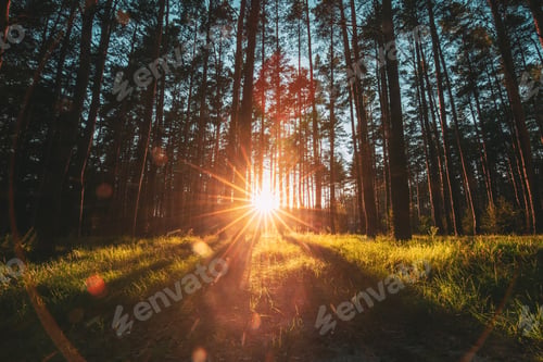 Preview: Sunset Sunrise Sun Sunshine In Sunny Winter Snowy Coniferous For