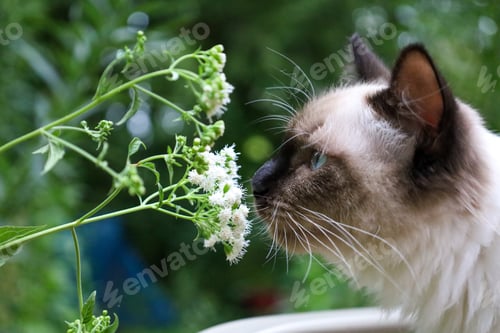 Preview: a cat sniffing a white flower outside on a planter