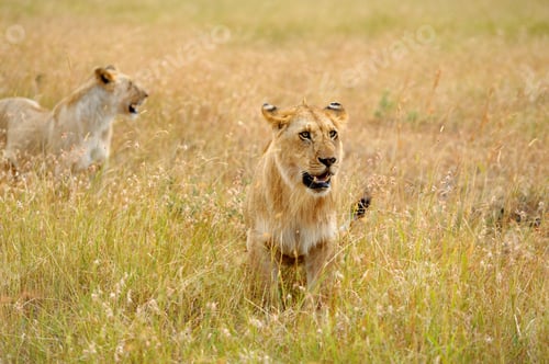 Preview: Lion in National park of Kenya