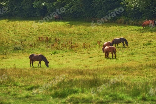 Preview: Beautiful horse - wonder of nature