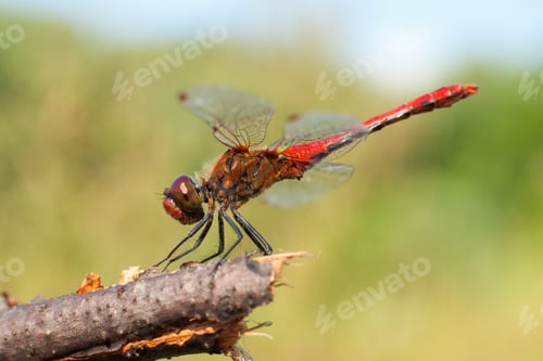 Preview: Red dragonfly sitting on branch. macro photography with shallow depth of field