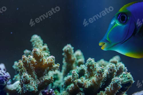 Preview: Blue Tang Fish and Pocillopora SPS Stony Coral Macro Marine Life in Aquarium Reef Closeup