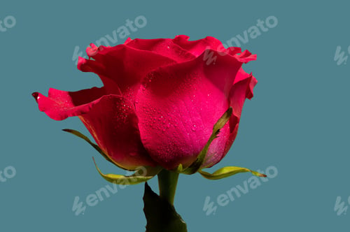 Preview: Red tea rose on a blue background