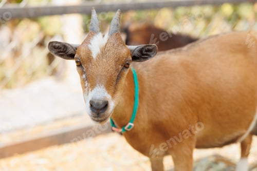 Preview: Young goat brown color portrait animal farm, Domestic goats.