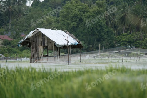 Preview: Hut in Reed Field