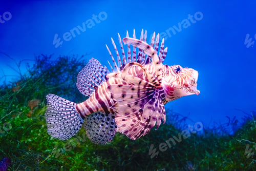Preview: Common Lionfish or Red Lionfish