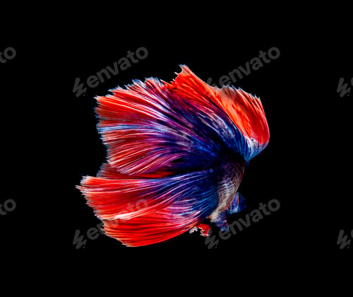 Preview: Betta fish, siamese fighting fish, betta splendens isolated on black background