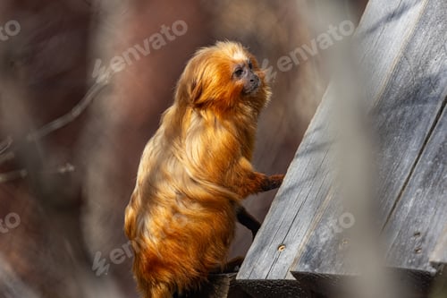 Preview: a monkey sitting on the edge of a wooden ramp looking out