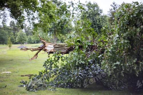 Preview: Windfall in forest storm damage fallen trees in the forest after strong hurricane