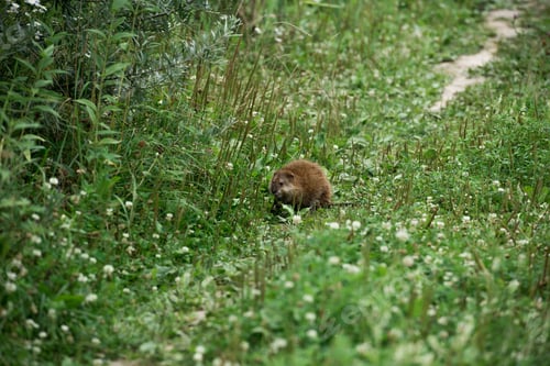 Preview: selective focus of brown ondatra in green meadow