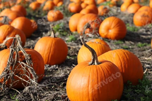 Preview: Pumpkins