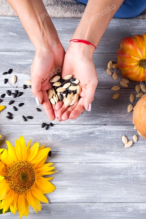 Preview: Hands of a girl holding sunflower seeds and a pumpkin on a gray wooden background
