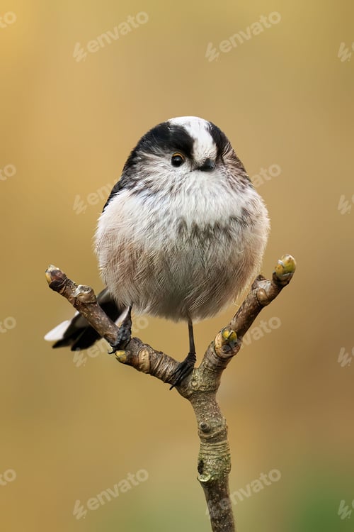 Preview: Vertical shot of a long-tailed tit perched on a tree branch