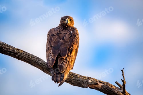 Preview: Steppe eagle or Aquila nipalensis sits on a tree
