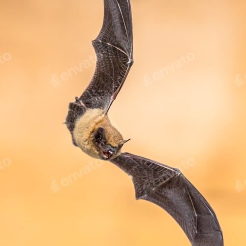 Preview: Flying pipistrelle bat