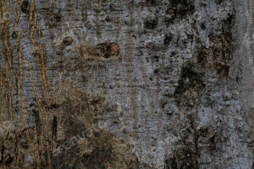 Preview: Closeup of embossed texture of the brown bark. Texture background, nature, texture of wood