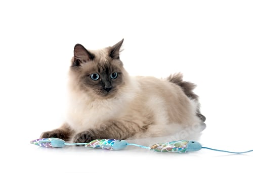 Preview: siberian cat in studio