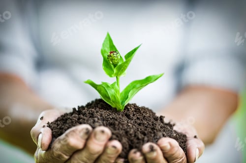 Preview: Gardening concept. Old woman holding a new plant