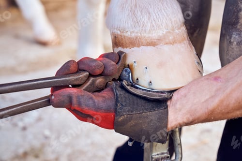 Preview: Blacksmith boy changing horseshoe to the leg of a horse using bald lime hammer pliers