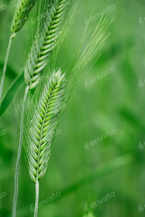 Preview: Macro close up of fresh young ears of young green wheat in spring summer field.