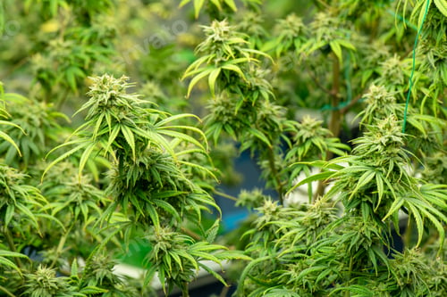 Preview: Blooming cannabis ready to be used for extraction into various products medical