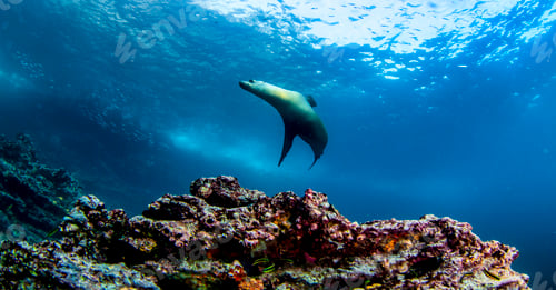 Preview: Galapagos fur seal (Arctocephalus galapagoensis) swimming in tropical underwaters