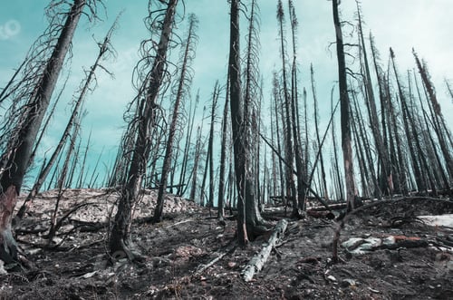 Preview: Fire damaged trees and forest along the Pacific Crest Trail