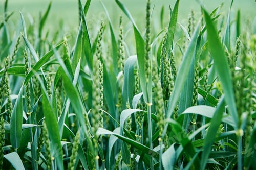 Preview: Green field with wheat ear