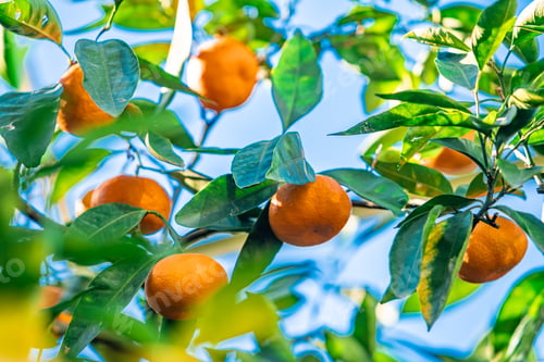 Preview: Oranges branch with green leaves on tree