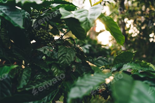 Preview: Branch with unripe beans and leaf growth at farmland