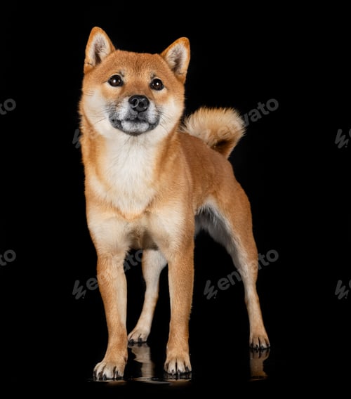 shiba inu in studio