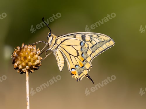 Preview: Swallowtail resting in the Morning Light