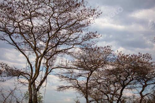 Preview: Bare tree branches, cloudy sky background, deciduous plants in African savannah