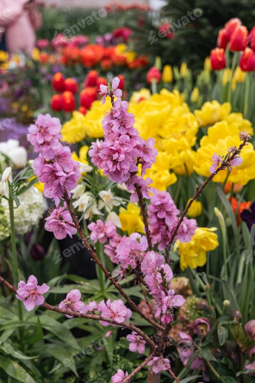 Preview: Spring flowers on exhibition in the Botanic Gardens of Moscow State University
