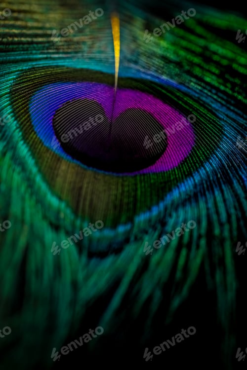 Preview: Closeup of peacock feather.