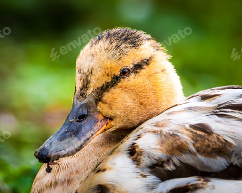 Preview: Duck with unusually long hair and a tiny beak