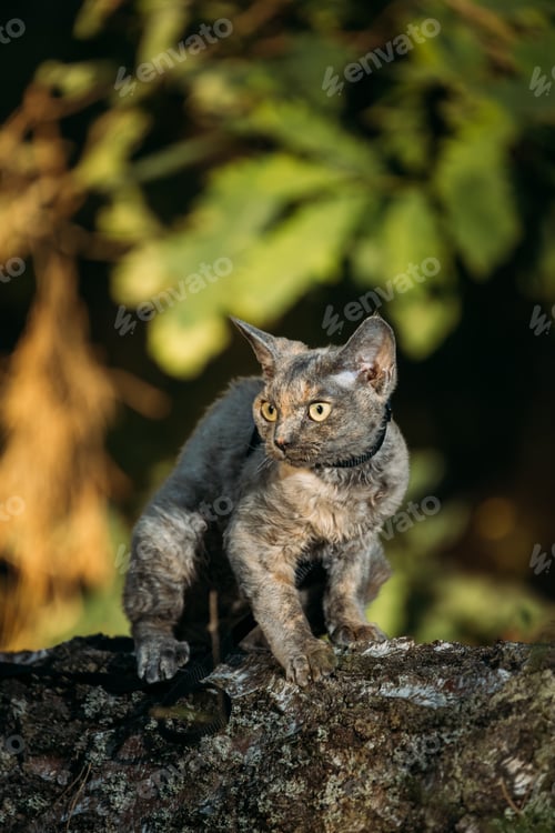 Preview: Cute Funny Curious Playful Gray Devon Rex Cat sitting on tree trunk in forest, garden. Obedient