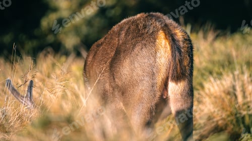 Preview: Sri Lankan sambar deer grazing rear view at Horton Plains National Park .
