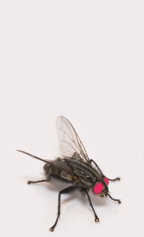 Preview: Housefly - Musca domestica. A photo of an ordinary housefly (Musca domestica).