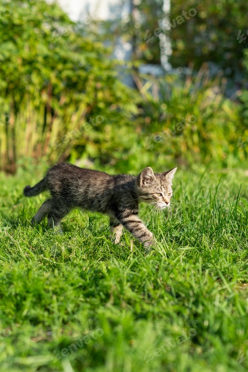 Preview: Small striped kitten runs through the green grass