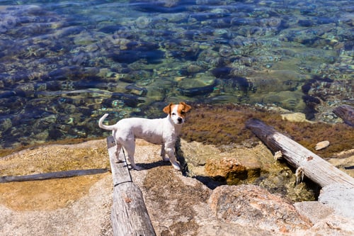 Preview: cute small dog swimming and having fun by the shore in Ibiza beautiful water. Summer