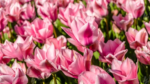 Preview: Tulips, petal, lovely, wallpaper, background