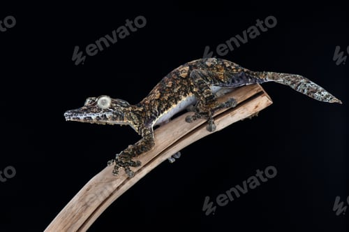 Preview: Leaf Tailed Gecko isolated on black background