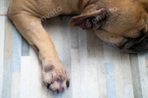 Preview: Closeup of an adorable french bulldog sleeping indoors