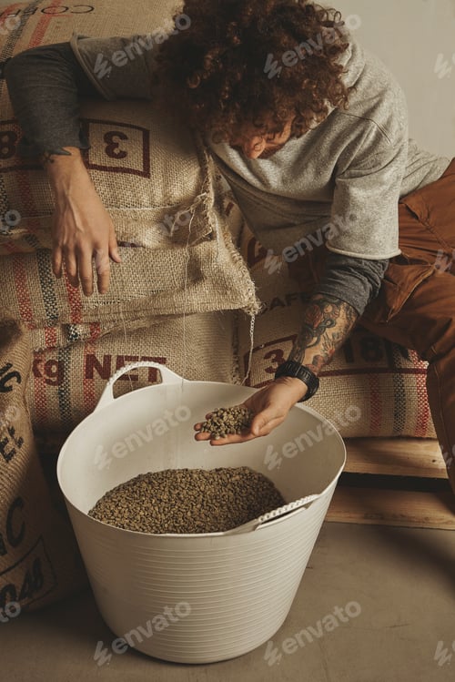 Preview: Tattooed barista checks raw green coffee beans from white plastic basket