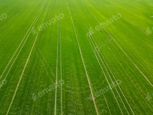 Preview: Aerial view of a vibrant green agricultural field with young crops