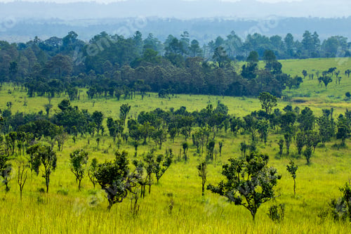 Preview: Green meadow under blue sky with clouds