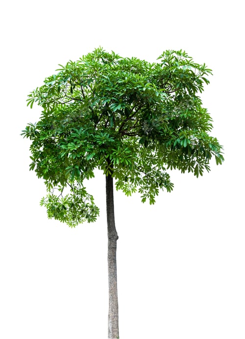 Preview: Green tree isolated on white background, clipping path