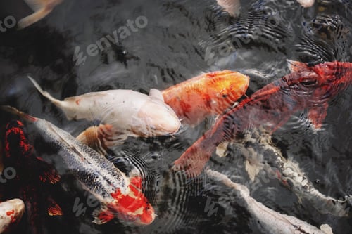 Preview: fish