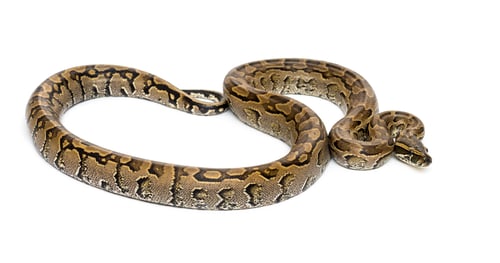 Preview: Boa madagascariensis, against white background